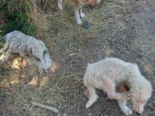 Θεσσαλονίκη: Βρήκαν έξι σκυλιά νεκρά στο Σέιχ Σου το ένα χωρίς κεφάλι