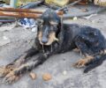 Μαγνησία: Έκκληση για εξαθλιωμένο σκύλο που βρίσκεται στη Βιομηχανική Περιοχή Βόλου