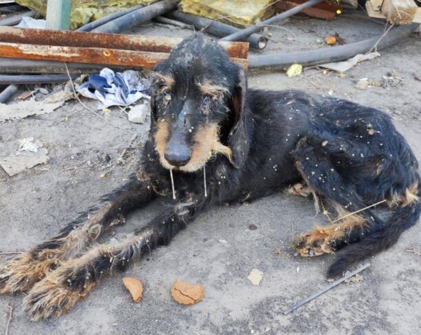 Μαγνησία: Έκκληση για εξαθλιωμένο σκύλο που βρίσκεται στη Βιομηχανική Περιοχή Βόλου