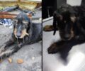 Μαγνησία: Από εθελοντή μεταφέρθηκε σε κτηνιατρείο άρρωστος σκύλος – Ο Δήμος Βόλου έμεινε στο «ΘΑ»
