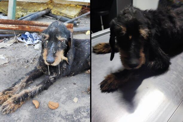Μαγνησία: Από εθελοντή μεταφέρθηκε σε κτηνιατρείο άρρωστος σκύλος – Ο Δήμος Βόλου έμεινε στο «ΘΑ»