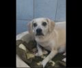 Αναρρώνει σκύλος που δηλητηριάστηκε με φόλα στη Βραυρώνα Αττικής (βίντεο)