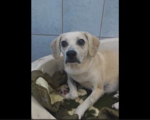 Αναρρώνει σκύλος που δηλητηριάστηκε με φόλα στη Βραυρώνα Αττικής (βίντεο)