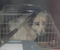 Καταγγέλλουν τον Δήμο Ξάνθης που έκλεισε σε κλουβί αδέσποτο σκύλο επειδή γαυγίζει όταν ακούει καμπάνες