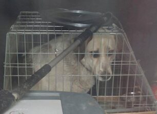 Καταγγέλλουν τον Δήμο Ξάνθης που έκλεισε σε κλουβί αδέσποτο σκύλο επειδή γαυγίζει όταν ακούει καμπάνες