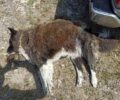 Ξινό Νερό Φλώρινας: Με φόλες δολοφόνησε πολλά σκυλιά
