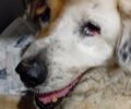 Χορευτό Μαγνησίας: Τουρίστες ζήτησαν βοήθεια για ηλικιωμένο σκύλο που τον έτρωγαν τα σκουλήκια (βίντεο)