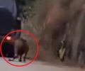 Ζάκυνθος: Έδεσε κατσίκα σε αυτοκίνητο και την έσερνε στο Μουζάκι (βίντεο)