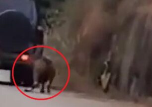 Ζάκυνθος: Έδεσε κατσίκα σε αυτοκίνητο και την έσερνε στο Μουζάκι (βίντεο)