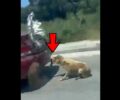 Ζάκυνθος: Αναζητούν άνδρα που έσερνε σκύλο στην άσφαλτο με Ι.Χ. (βίντεο)