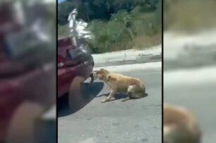 Ζάκυνθος: Συνελήφθη ο άνδρας που έσερνε σκύλο στην άσφαλτο με αυτοκίνητο (βίντεο)