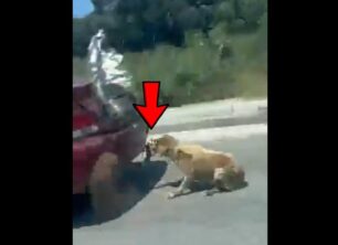 Ζάκυνθος: Αναζητούν άνδρα που έσερνε σκύλο στην άσφαλτο με Ι.Χ. (βίντεο)