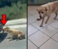 Ζάκυνθος: Ελεύθερος χωρίς περιοριστικούς όρους ο 75χρονος που έσερνε σκύλο στην άσφαλτο (βίντεο)