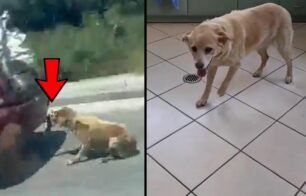 Ζάκυνθος: Ελεύθερος χωρίς περιοριστικούς όρους ο 75χρονος που έσερνε σκύλο στην άσφαλτο (βίντεο)