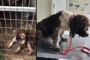 Ζάκυνθος: Κατήγγειλε την κακοποίηση σκύλου που βρέθηκε μέσα σε κλουβί γεμάτο κόπρανα (βίντεο)