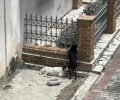Ηλεία: Εγκατέλειψε δύο σκυλιά απέναντι από το Δημαρχείο Ζαχάρως