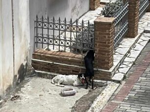 Ηλεία: Εγκατέλειψε δύο σκυλιά απέναντι από το Δημαρχείο Ζαχάρως