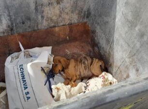 Πέταξε σκυλάκι ζωντανό σε κάδο σκουπιδιών κοντά στο Μπισχοίνι Ηλείας