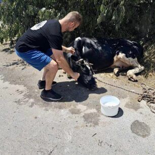 Χωρίς τέλος το μαρτύριο των ζώων στις φλόγες – Πολλά θύματα και στη Μαγνησία (βίντεο) 5 AgeladaEgavmataAnoSpartiaSesklouMagnisias27 7 2023 2