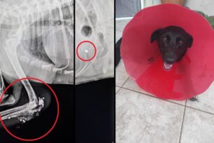 Αγία Βαρβάρα Ηρακλείου Κρήτης: Ψάχνουν σπιτικό για σκύλο που πυροβολήθηκε και έχασε το ένα του πόδι