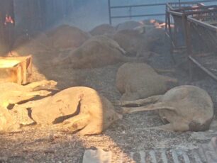 Κάηκαν χιλιάδες ζώα στον νομό Μαγνησίας πολλά τα θύματα και στην Αγχίαλο