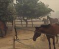 Μεταφέρονται σταδιακά στον Ιππόδρομο άλογα από Ιππικούς Ομίλους στα Καλύβια Αττικής (βίντεο)