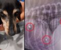 Έκκληση για να χειρουργηθεί άρρωστος σκύλος που βρέθηκε και πυροβολημένος με αεροβόλο στον Άργιλο Κοζάνης