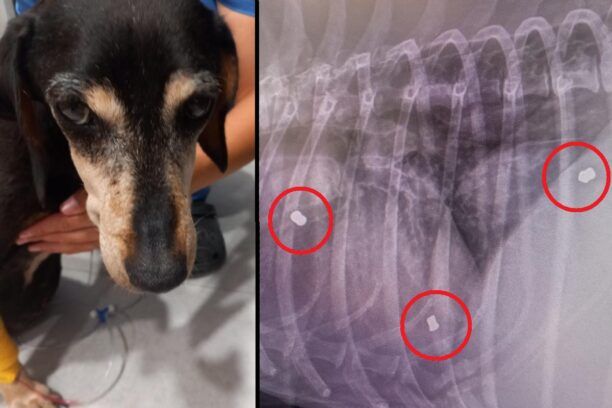 Έκκληση για να χειρουργηθεί άρρωστος σκύλος που βρέθηκε και πυροβολημένος με αεροβόλο στον Άργιλο Κοζάνης