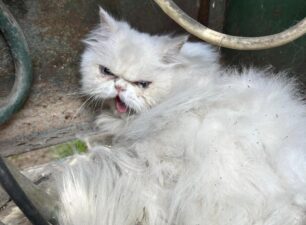 Αθήνα: Γάτα Περσίας άσπρη βρέθηκε στα Εξάρχεια (βίντεο)