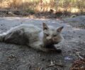 Αχαρνές Αττικής: Έκκληση για γάτα που βρέθηκε σε τραγική κατάσταση στον Κόκκινο Μύλο
