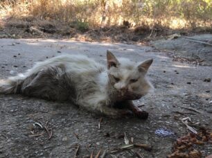 Αχαρνές Αττικής: Έκκληση για γάτα που βρέθηκε σε τραγική κατάσταση στον Κόκκινο Μύλο