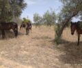 Ερέτρια Εύβοιας: Άφησε τα 4 άλογα του χωρίς νερό παρά τον καύσωνα