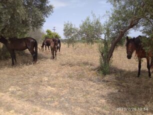 Ερέτρια Εύβοιας: Άφησε τα 4 άλογα του χωρίς νερό παρά τον καύσωνα