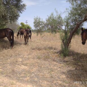 Ερέτρια Εύβοιας: Άφησε τα 4 άλογα του χωρίς νερό παρά τον καύσωνα 5 EretriaEviasAloga26 7 2023 9