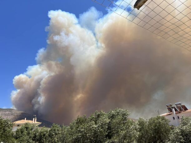 Λαγονήσι Αττικής: Έκκληση για τη μεταφορά σκυλιών λόγω πυρκαγιάς