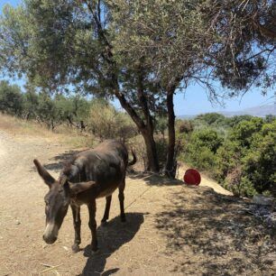 GaidarosMalemeXanion19 7 2023 2