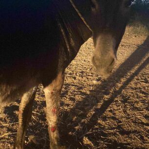 GaidarosMalemeXanion19 7 2023 3