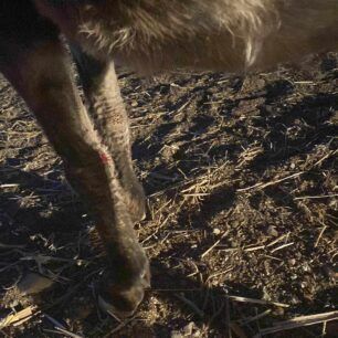 GaidarosMalemeXanion19 7 2023 4