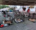 Δεκάδες ζώα συγκεντρώθηκαν στον σταθμό πυρόπληκτων στο Γαλάτσι Αττικής