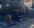 Γαλάτσι Αττικής: Έκκληση για φιλοξενίες εκατοντάδων σκυλιών/γατιών και για εθελοντές κάνει η Μ.Κ.Ο. «Dogs' Voice»