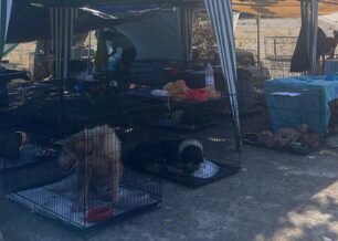 Γαλάτσι Αττικής: Έκκληση για φιλοξενίες εκατοντάδων σκυλιών/γατιών και για εθελοντές κάνει η Μ.Κ.Ο. «Dogs' Voice»