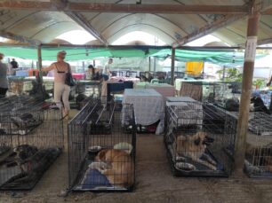 Γαλάτσι Αττικής: Περισσότερα από 400 ζώα έφτασαν για φροντίδα στον σταθμό πυρόπληκτων στο ΛΑΤΟ (βίντεο)