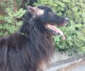 Γάλλος Ρεθύμνου: Σκύλος με κομμένα αυτιά βρέθηκε δεμένος σε κάδους σκουπιδιών – Έκκληση για τη φιλοξενία του (βίντεο)