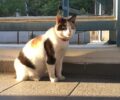 Ηράκλειο Αττικής: Χρειάζεται φιλόξενο σπιτικό η γάτα - μασκότ του σταθμού του Η.Σ.Α.Π. (βίντεο)