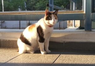 Ηράκλειο Αττικής: Χρειάζεται φιλόξενο σπιτικό η γάτα - μασκότ του σταθμού του Η.Σ.Α.Π. (βίντεο)