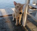 Ιεράπετρα Κρήτης: Δεν καταγγέλλουν ηλικιωμένη που πετάει δολώματα με αγκίστρια σε γάτες (βίντεο)
