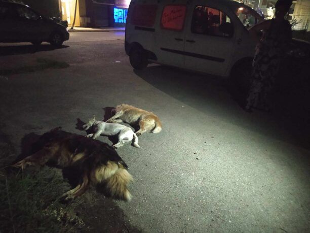 Καρδίτσα: Με φόλες δολοφόνησε 5 αδέσποτα σκυλιά