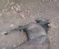 Καστέλι Κισσάμου Χανίων: Συνελήφθη άνδρας που σκότωσε το άλογο του αφήνοντας το δεμένο χωρίς νερό για μέρες σε συνθήκες καύσωνα