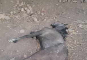 Καστέλι Κισσάμου Χανίων: Συνελήφθη άνδρας που σκότωσε το άλογο του αφήνοντας το δεμένο χωρίς νερό για μέρες σε συνθήκες καύσωνα