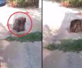 Κάτω Καμήλα Σερρών: Σκύλος οικόσιτος σε τραγική κατάσταση με τρίχωμα πανοπλία (βίντεο)